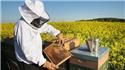 Veranstaltungsbild Der Imker und seine Bienen 1